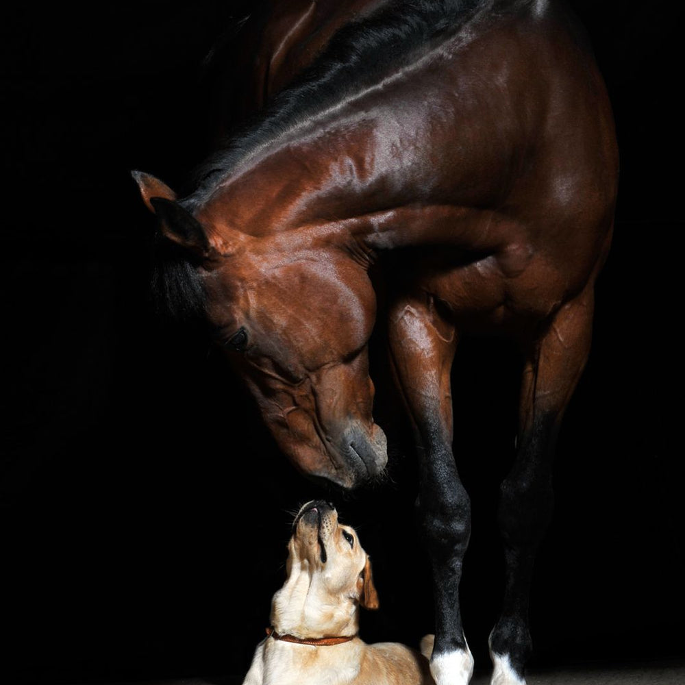 Equus Primus Selleria